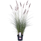 Miscanthus sinensis Ferner Osten - Ø19cm - ↕50cm - Ø19 - ↨50cm