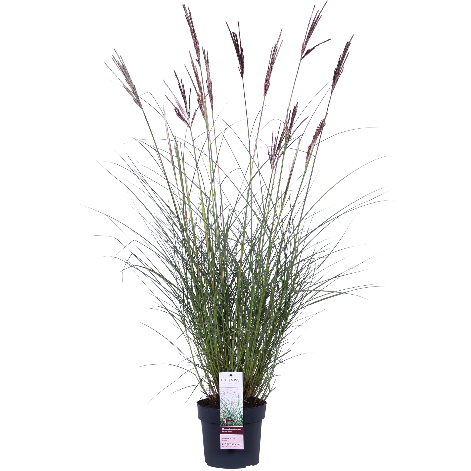 Miscanthus sinensis Ferner Osten - Ø19cm - ↕50cm - Ø19 - ↨50cm