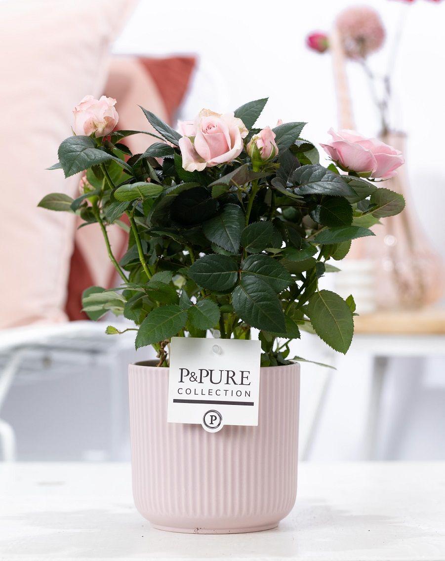 Rosa Light Pink In P&PURE "SPECIAL POUR TOI" Verpakking - Ø12cm - ↕30cm