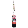 3x - Lonicera periclymenum 'Belgica' - ↨65cm - Ø15