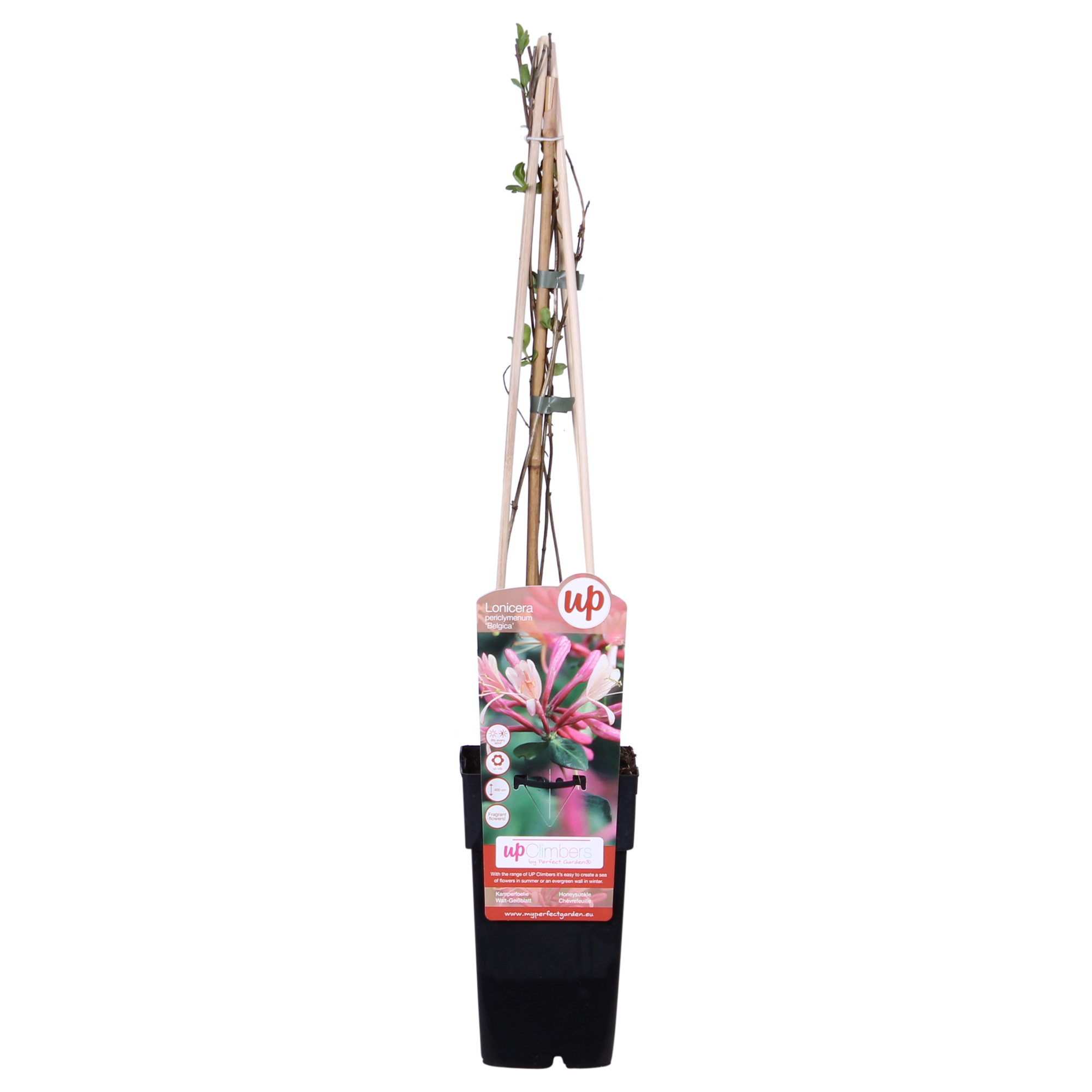 3x - Lonicera periclymenum 'Belgica' - ↨65cm - Ø15
