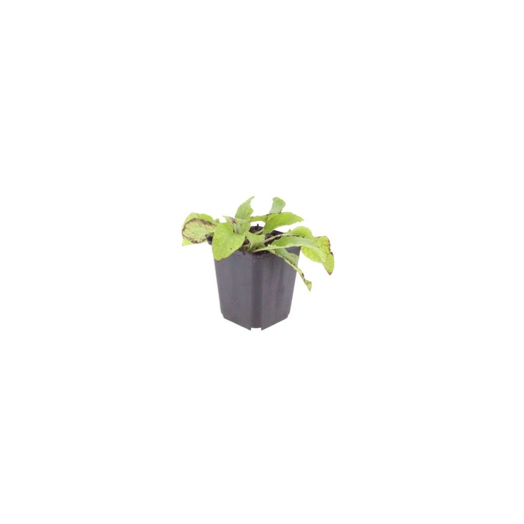 6x Symphytum grand. 'Wisley Blue' - ↕10-25cm - Ø9cm