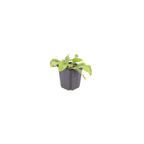 6x Symphytum grand. 'Wisley Blue' - ↕10-25cm - Ø9cm