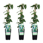 3x - Lonicera japonica 'Halliana' - ↨65cm - Ø15