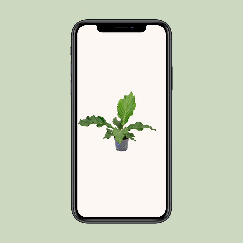 Anthurium Birdnes - Ø17cm - ↕55cm