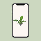 Anthurium Birdnes - Ø17cm - ↕55cm