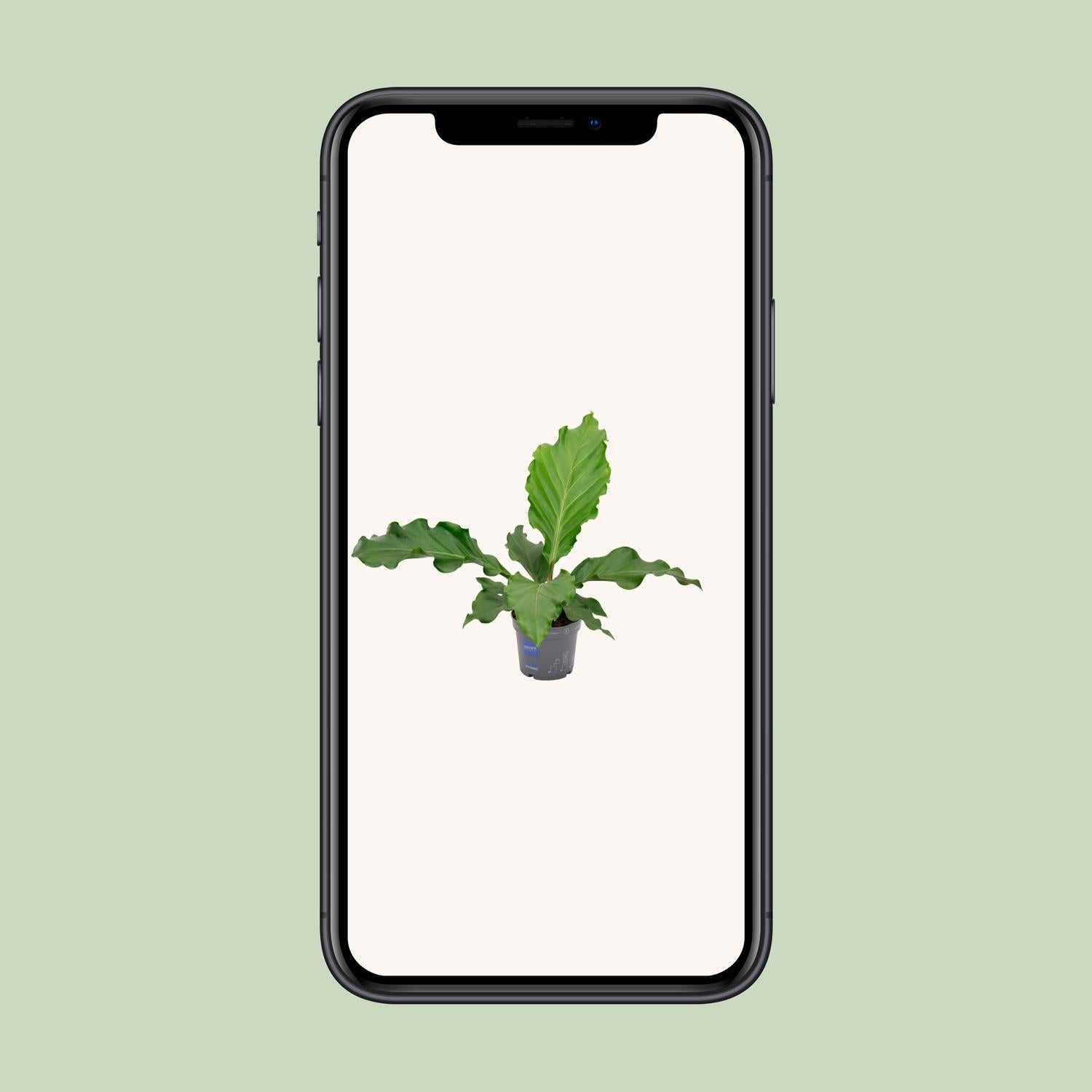Anthurium Birdnes - Ø17cm - ↕55cm