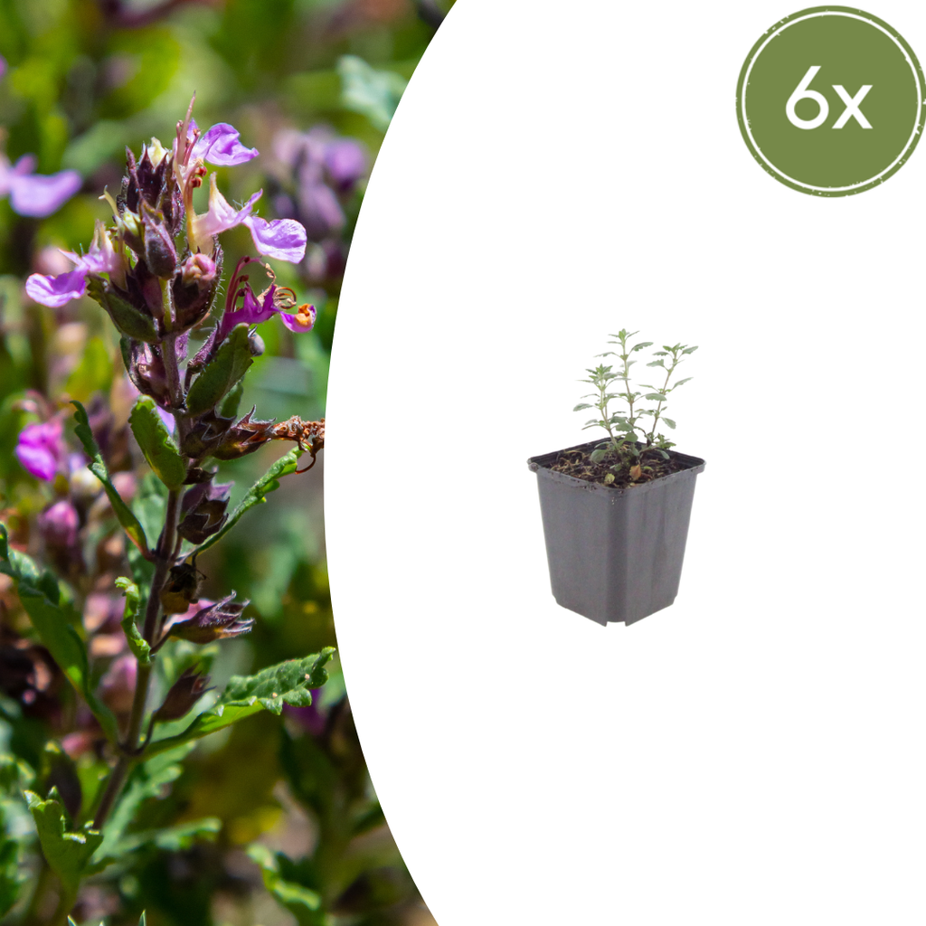 6x Teucrium lucidrys - ↕10-25cm - Ø9cm
