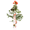 Campsis Summer Jazz Fire Trumpet - Ø19cm - ↕70cm - Ø15 - ↨65cm