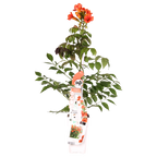 Campsis Summer Jazz Fire Trumpet - Ø19cm - ↕70cm - Ø15 - ↨65cm