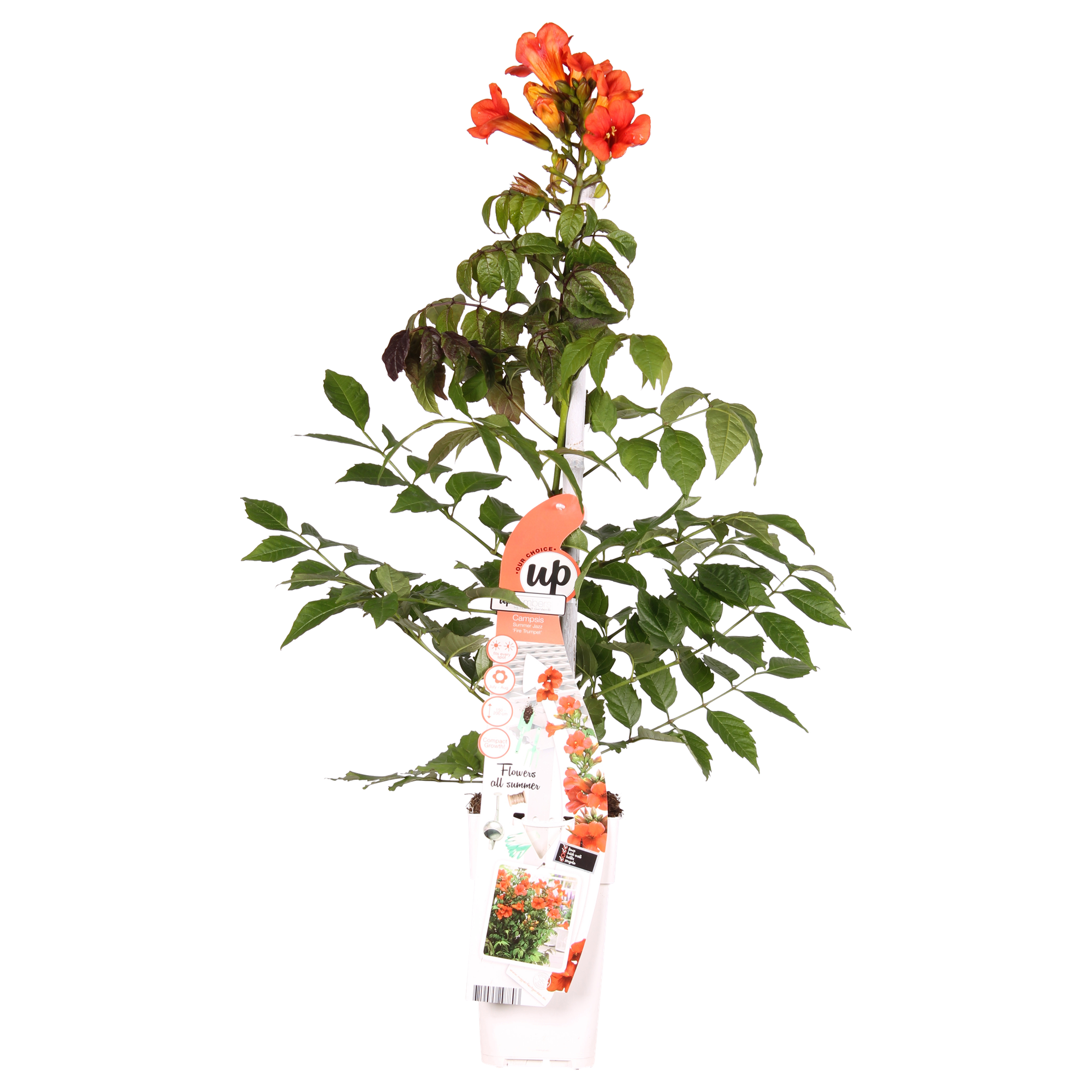 Campsis Summer Jazz Fire Trumpet - Ø19cm - ↕70cm - Ø15 - ↨65cm