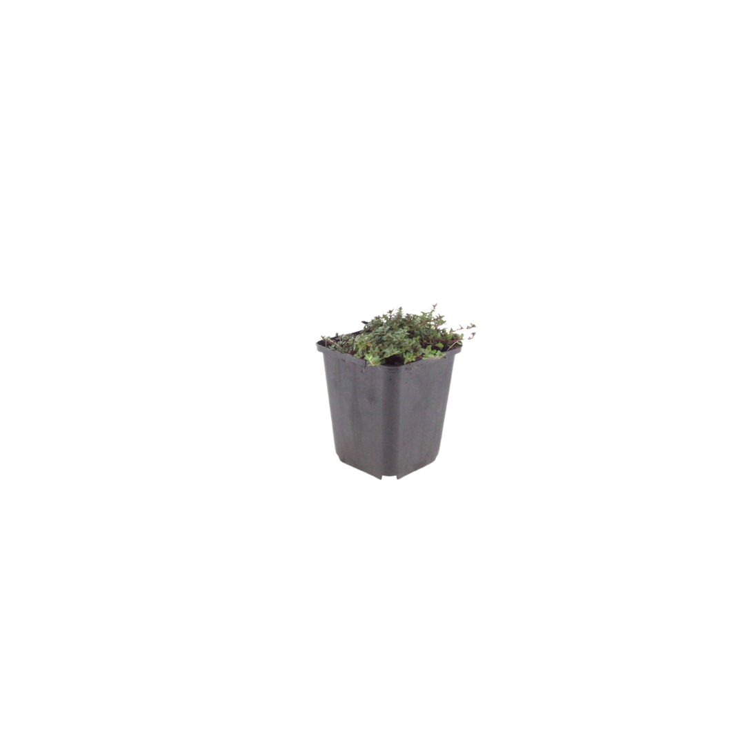 6x Thymus praecox 'Coccineus' - ↕10-25cm - Ø9cm