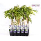 Wisteria floribunda 'Naga Noda' - Paarse regen - Ø15cm - ↕65cm
