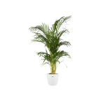 Pot elho Brussels Round Wit D20 x H19