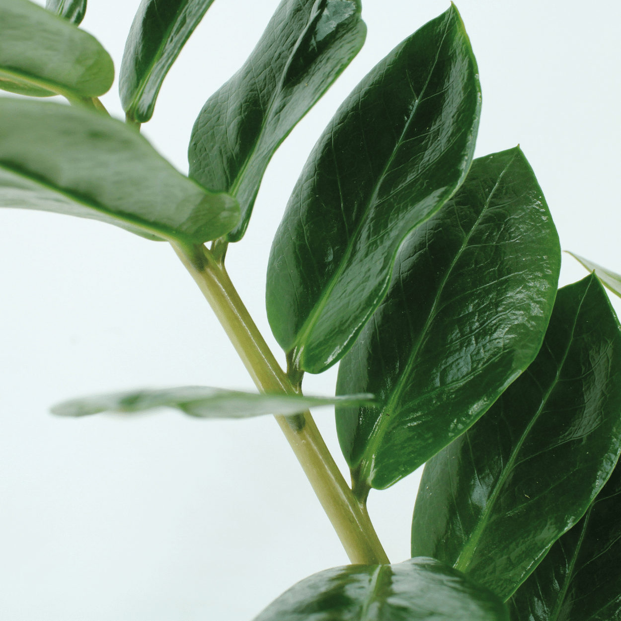 2x Zamioculcas Zamiifolia - Emerald palm - 70cm - ø17