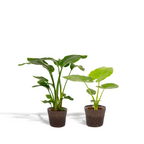 Strelitzia Nicolai - Ø19cm - ↕85cm + Alocasia Macrorrhiza - Ø19cm - ↕70cm + Mand Igmar