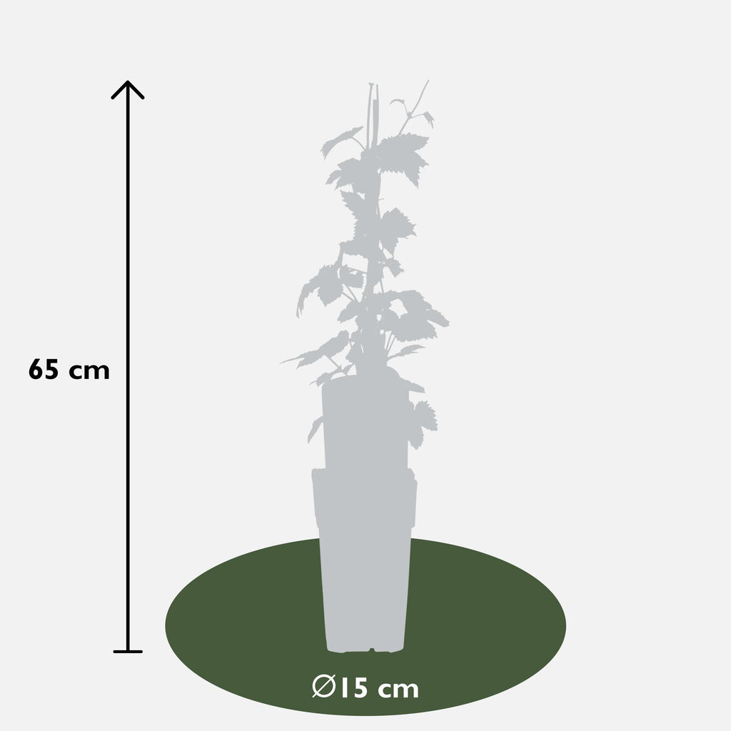 3x - Humulus lupulus 'Nordbrau' - ↨65cm - Ø15