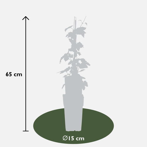 3x - Humulus lupulus 'Nordbrau' - ↨65cm - Ø15
