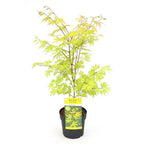 Acer palm. 'Anne Irene' - Ø19cm - ↕40cm
