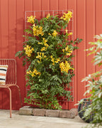 Campsis Summer Jazz 'Gold Trumpet' - Ø15cm - ↕65cm