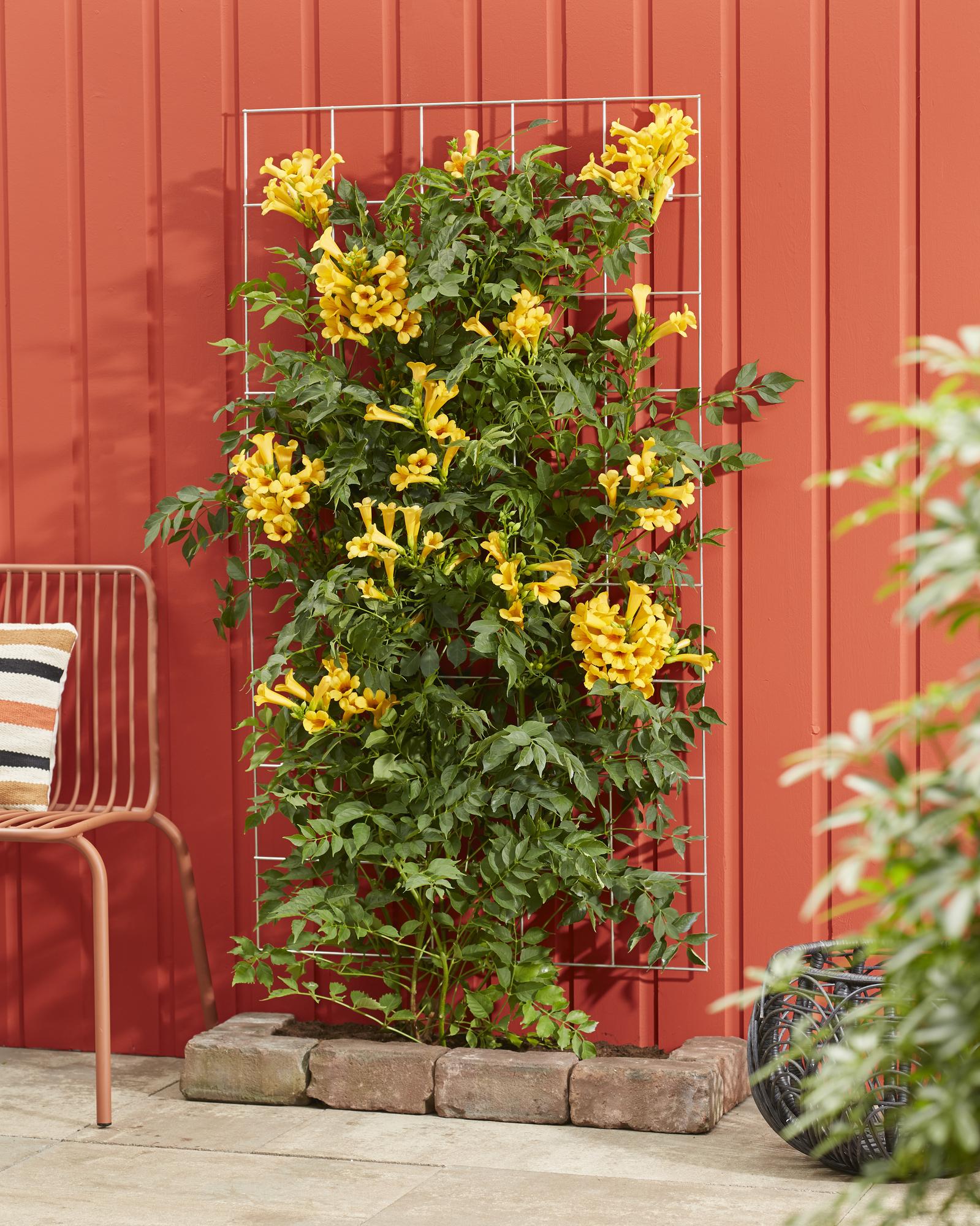 Campsis Summer Jazz 'Gold Trumpet' - Ø15cm - ↕65cm