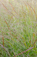 Panicum virgatum Cheyenne Sky - Ø23cm - ↕60cm - Ø23 - ↨60cm