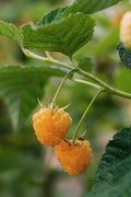 4x - Rubus 'Autumn' Mix - ↨45cm - Ø13