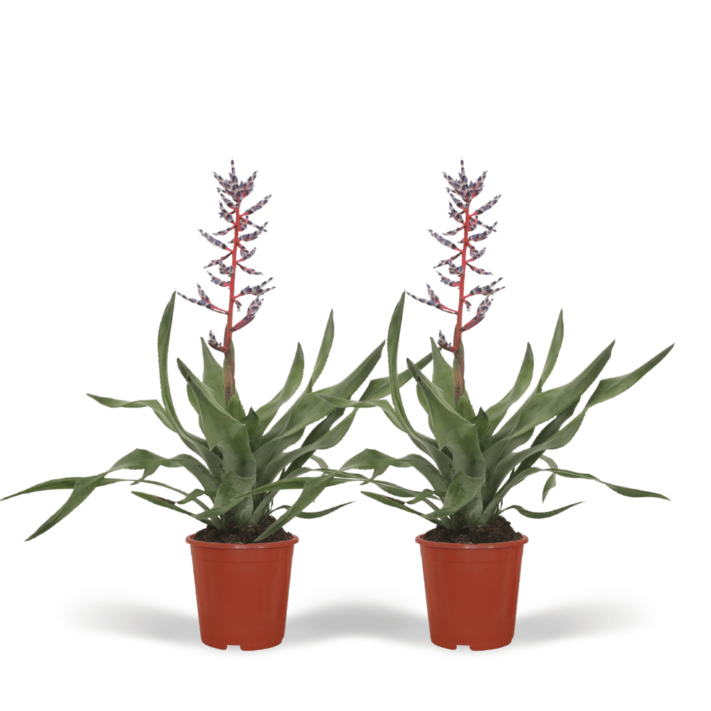 2x Aechmea Blue Rain - Kokerbromelia - 45cm - ø12