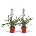 2x Aechmea Blue Rain - Kokerbromelia - 45cm - ø12