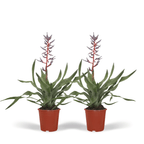 2x Aechmea Blue Rain - Kokerbromelia - 45cm - ø12