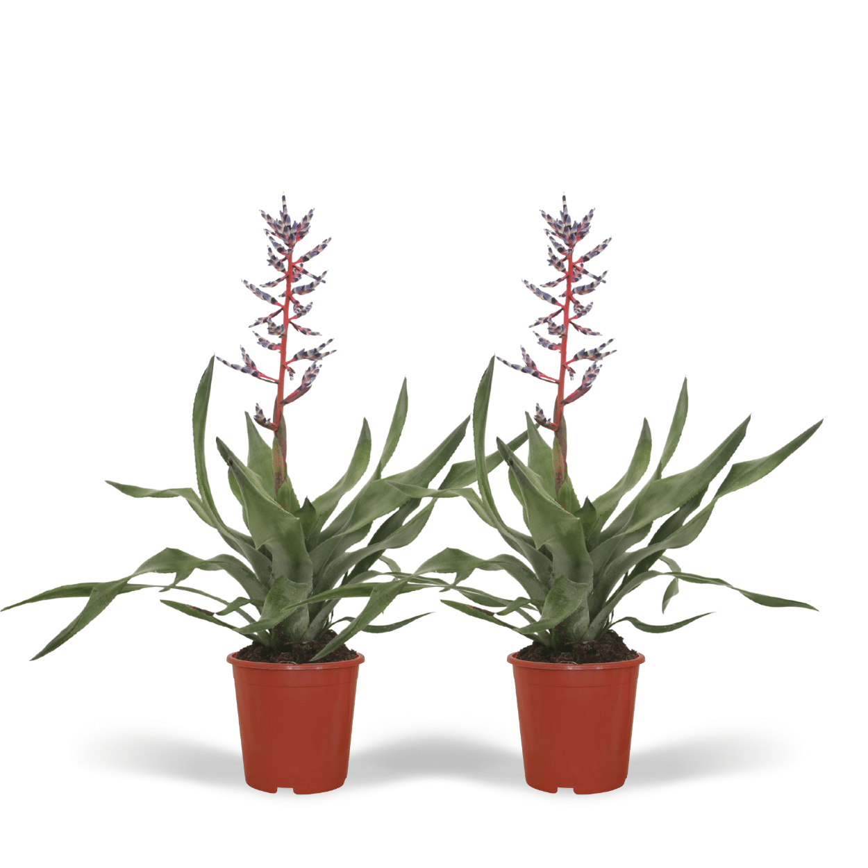 2x Aechmea Blue Rain - Kokerbromelia - 45cm - ø12