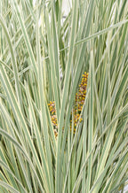 Lomandra longifolia 'White Sands' - Ø19cm - ↕40cm