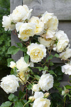 Rosa Crazy in love 'Vanilla' - Creme Roos - Ø15cm - ↕65cm