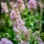 6x Thymus vulgaris - ↕10-25cm - Ø9cm