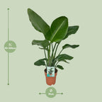 Strelitzia Nicolai - Paradijsvogelplant - Ø19cm - ↕90cm
