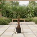 Trachycarpus Fortuneii - 180-220 cm - Ø32-40cm