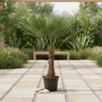 Trachycarpus Fortuneii - 180-220 cm - Ø32-40cm