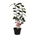 Camellia Japonica 'Bonomiana' 15 Cm - 1 stuk -  Ø15cm - ↕50cm