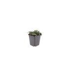 6x Thymus praecox 'Purple Beauty' - ↕10-25cm - Ø9cm
