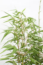 12x - Fargesia rufa - 40cm - Ø14