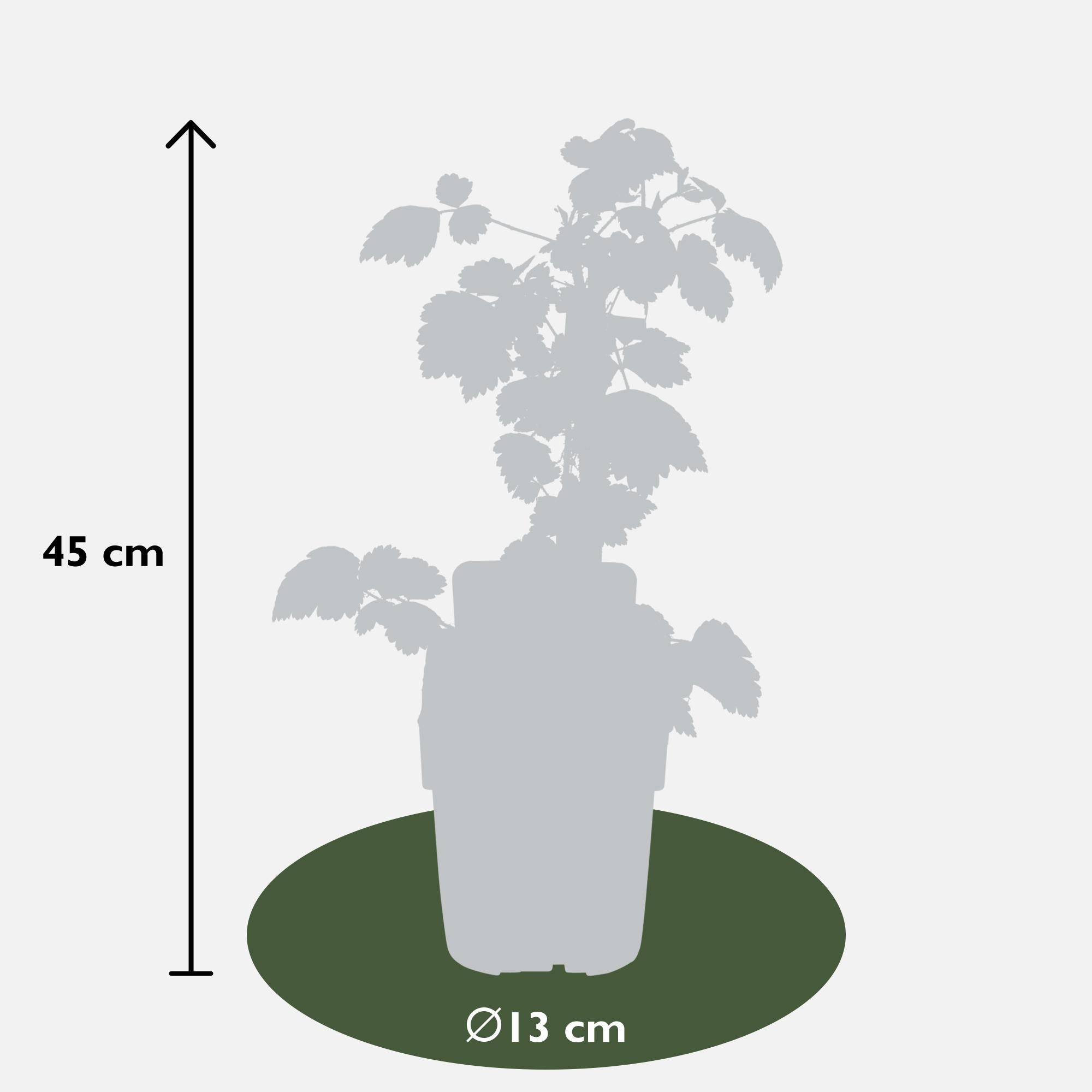 3x - Rubus mix - ↨45cm - Ø13