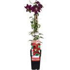 Clematis Niobe - ↨65cm - Ø15
