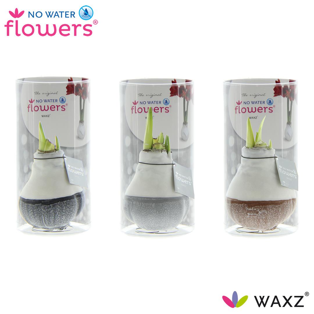 No Water Flowers Waxz Dipz Natural in Koker - 3 stuks - Ø7 cm - ↕15 cm