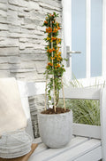 3x - Pyracantha 'Orange Glow' - ↨65cm - Ø15