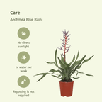 2x Aechmea Blue Rain - Kokerbromelia - 45cm - ø12