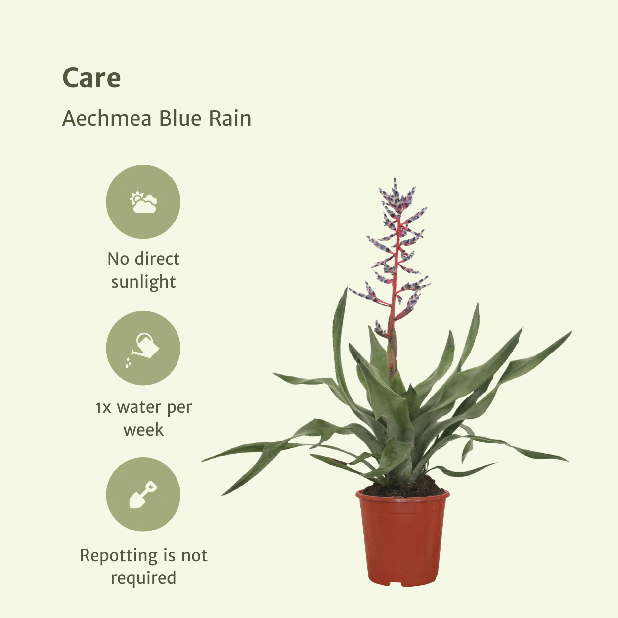 2x Aechmea Blue Rain - Kokerbromelia - 45cm - ø12