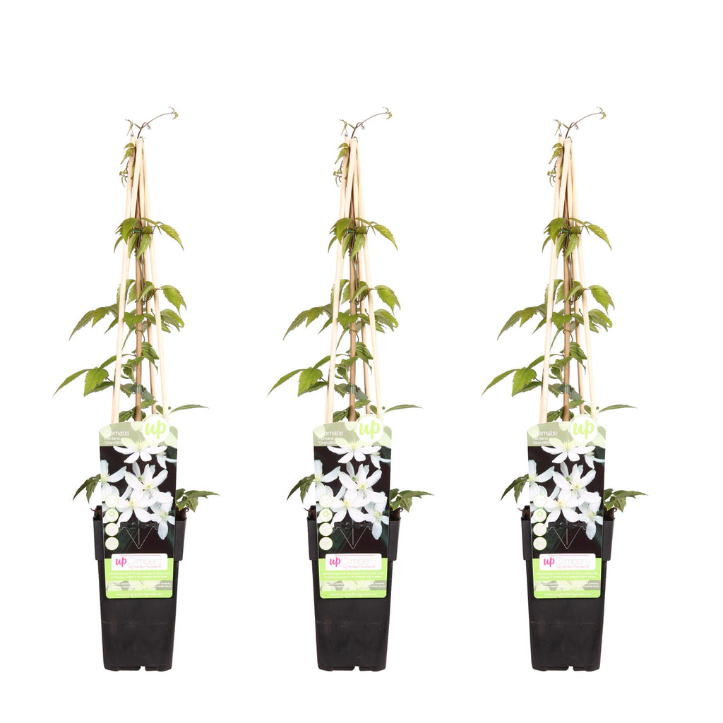 3x - Clematis Montana 'Grandiflora' - ↨65cm - Ø15