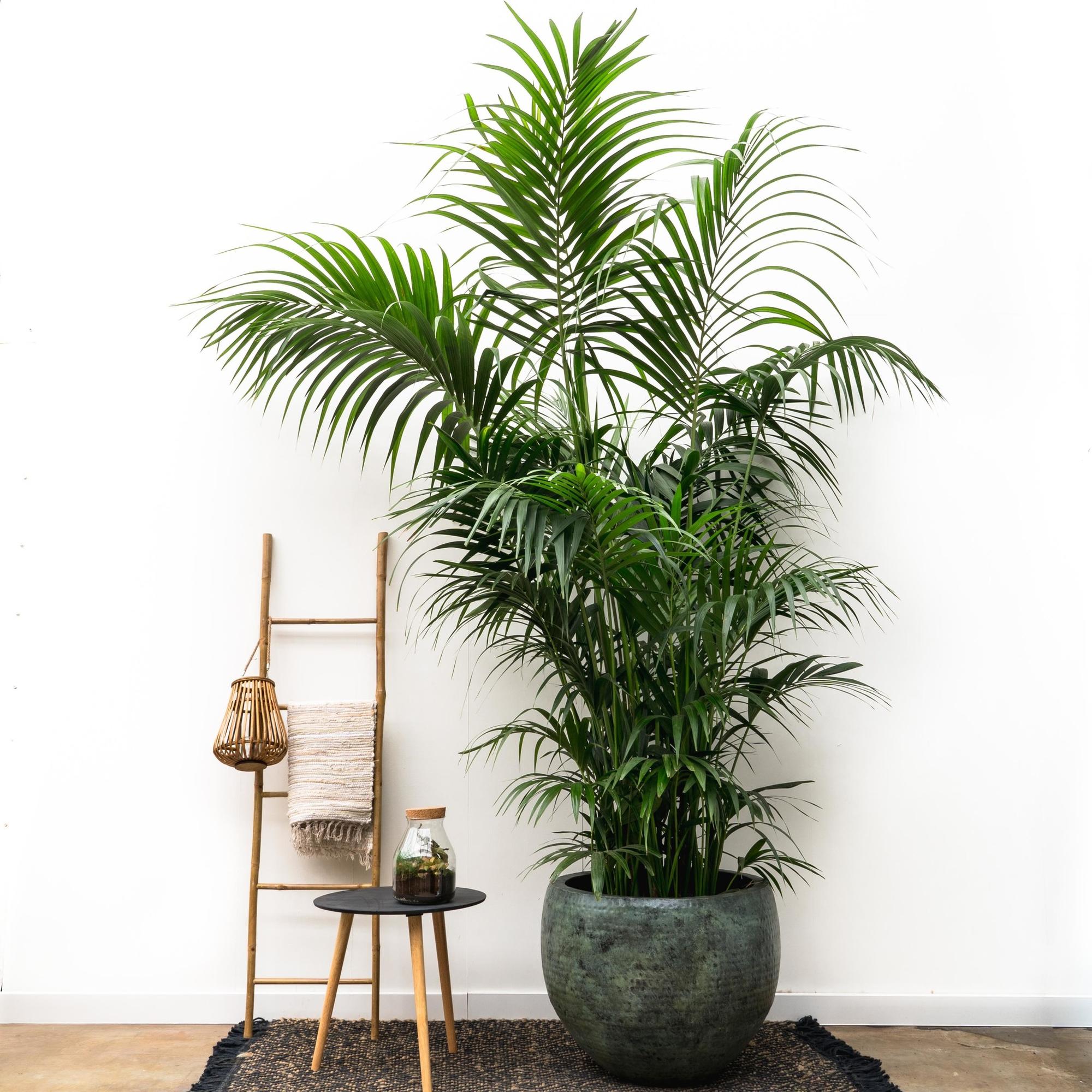 Pot Fabien Mystic Green