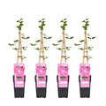 4x - Clematis Ville de Lyon - ↨65cm - Ø15