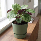 Elho greenville round leaf 30 cm green